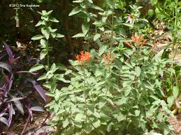 Image result for Justicia incana