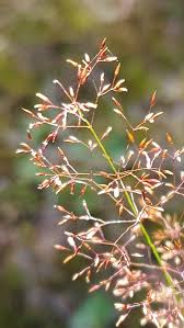 Image result for Agrostis continuata