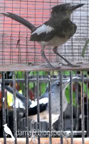 Decu kembang masteran youtube / black spot pada lidah black spot atau titik hitam biasanya diketahui muncul di beberapa lidah burung jantan. Maret 2016 Hobi Si Petani