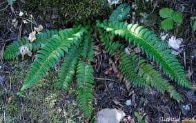 Image result for Lonchitis