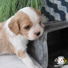 Cavalier King Charles Yavrularimiz Cavalier King Charles Yavrularimiz Kopek Kopekseverle Cavalier King Charles King Charles Cavalier King Charles Spaniel