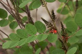 Image result for Indigofera adenoides