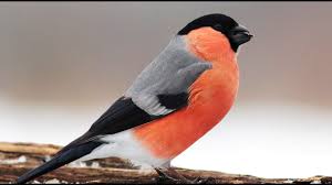 #dompfaff #gimpel #fink #singvogel #vogel #vögel #ornithology #bullfinch #natur #tiere #lahndillkreis #mittelhessen #germany pic.twitter.com/jlfyd5h9lh. Der Gimpel Dompfaff Steckbrief Eines Heimischen Vogels