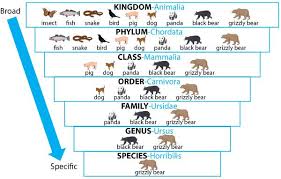Pin By Takeokondo21 On Education And Learning Animal Classification Pig Dog Kingdom Animalia