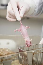 Laboratory Mouse In Hands Scientist Holding Laboratory Mouse In Hands Sponsored Hands Mouse Laboratory Laborator Laboratory Photo Composition Mouse