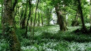 Forest beautiful path is part of nature collection and its available for desktop laptop pc and mobile screen. Beautiful Forest Wallpapers Forest Wallpapers Desktop Background