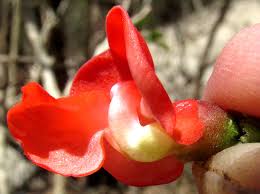 Image result for Phaseolus coccineus
