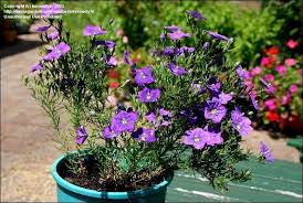 Image result for Nierembergia hippomanica