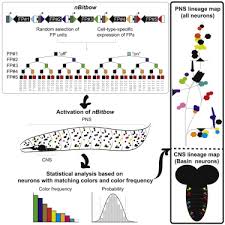 Together, the central nervous system (cns) and the peripheral nervous systems (pns) transmit and process sensory information and coordinate bodily functions. Identification Of Neuronal Lineages In The Drosophila Peripheral Nervous System With A Digital Multi Spectral Lineage Tracing System Sciencedirect