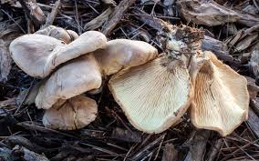 Image result for Paxillus panuoides