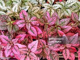 Image result for Acanthaceae
