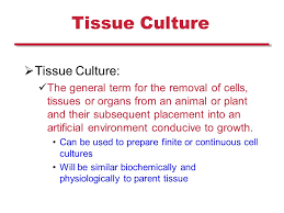 Maybe you would like to learn more about one of these? Plant And Mammalian Tissue Culture Mammalian Cell Culture Ppt Download