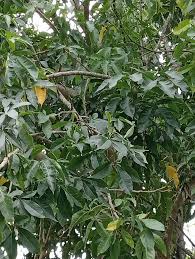 Image result for Philenoptera nelsii