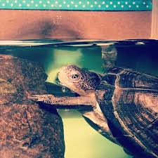Check spelling or type a new query. African Sideneck Turtle Reptile Snakes Turtles More Petsmart