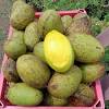 Tumis semua bumbu yang telah dihaluskan. 1