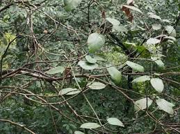 Image result for Marsdenia