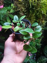 Image result for Begonia elaeagnifolia