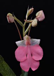 Image result for Habenaria walleri