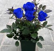 Check out our real blue flowers selection for the very best in unique or custom, handmade pieces from our shops. Have You Seen A Rose With Blue Flowers Netizens Are Asking Where Did You Buy It Don T Pay Iq Tax Inews