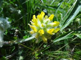 Image result for Dichilus reflexus