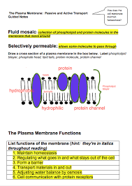 Balanced Literacy Guided Notes With Reading Plasma Membrane Guided Notes Membrane