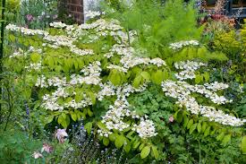 Image result for Psorospermum mechowii