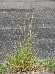 Image result for Sporobolus tenuissimus