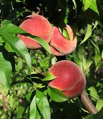Image result for Prunus