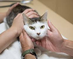 One of the most common causes of lumps on a cat which are small in size and feel dry and gritty (miliary dermatitis). Lymph Node Disease In Animals Long Beach Animal Hospital