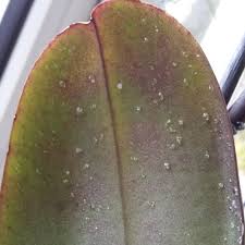 Orchideen schwarze flecken pflanzenkrankheiten schädlinge. Orchidee Hat Klebrige Durchsichtige Punkte Pflanzenkrankheiten Schadlinge Green24 Pflanzen Garten Forum
