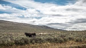 Pasture, rangeland, and forages cover approximately 55 percent of all u.s. New Rangeland Management Club At Csu Chico Morning Ag Clips
