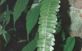 Image result for Arthropteris palisotii