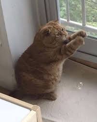 Miss Cats Cat Catmemes Memes Memesdaily Catsofinstagram Funny Comedy Cute Adorable F 2020 Evcil Hayvanlar Sevimli Kedi Yavrulari Sevimli Hayvan Yavrulari