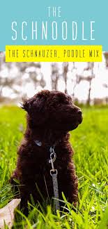 Schnoodle Dog Your Complete Guide To The Schnauzer Poodle