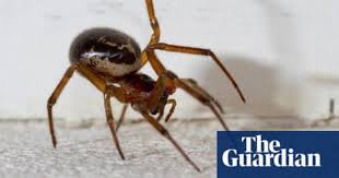 In fact, the venom is a neurotoxin whose symptoms include muscle aches, abdominal pain, breathing difficulties, and if you're outside, camping, or doing any other activity where black widows live it may be hard to avoid being bitten. False Widow Spiders Aren T Out To Get Us And Their Bite Isn T Dangerous Insects The Guardian