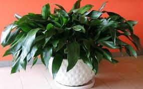 Image result for Kořenokvětka Aspidistra