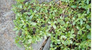 However, it is also an edible and highly nutritious vegetable. Purslane Is The Healthy Edible Weed You Already Have In Your Yard
