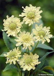 Image result for Cephalaria