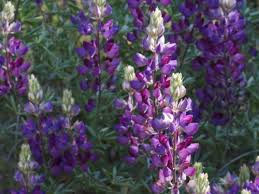 Image result for Lupinus mexicanus