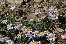 Image result for Erigeron steudelii