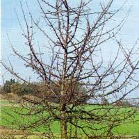 Wer einen mirabellenbaum im garten hat, sollte wissen, wann es nötig wird, die äste auszulichten. Baumschnitt Alter Obstbaume Warten Sie Die Winterruhe Ab