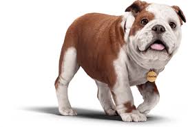 Protect against pet injury and illness. Pet Insurance Churchill