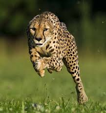 Alien big cats, or abcs, are not cats from outer space. What S The Difference Between Cheetahs And Other Big Cats Cheetah Conservation Fund Canada