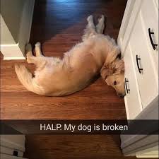 Funny Animal Picture Dump Of The Day 23 Pics Funny Animal Pictures Funny Animals Cute Animals