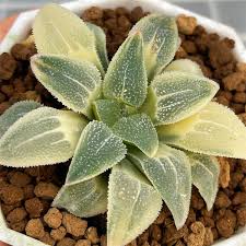 Image result for Pavetta pygmaea