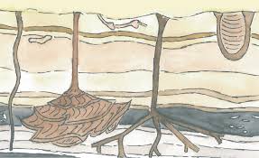 AN INTEGRATED GEOCHEMICAL AND ICHNOLOGICAL APPROACH TO RECONSTRUCTING THE  FORMATION OF ORGANIC-CARBON-RICH SEDIMENTS AND SEDIMEN