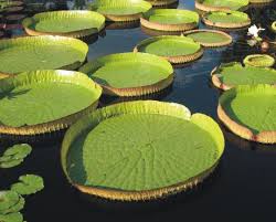 Image result for Hippocratea apocynoides