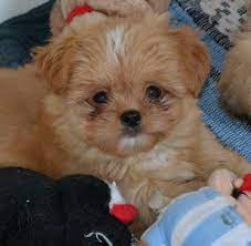Check spelling or type a new query. Chihuahua Shihtzu Mix Welpen In Verschiedenen Farben Suchen Ein Zuhause Mischlinge