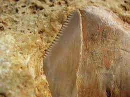 Image result for shark tooth stolen in australia