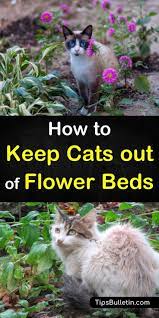 Barriers can also be quite effective in. 7 Clever Ways To Keep Cats Out Of Flower Beds Flower Beds Cat Repellant Outdoor Cat Repellant